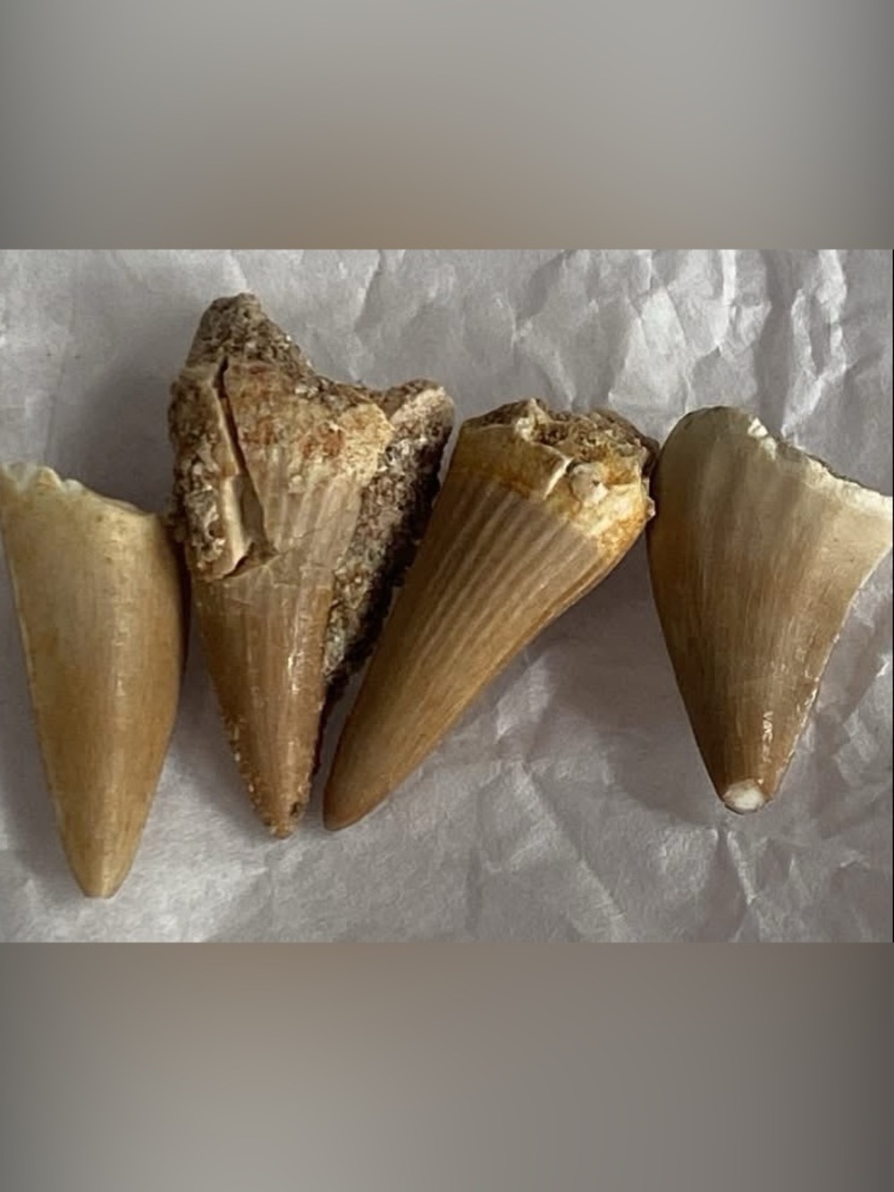 🧚 Mossosaurus Teeth 🧚